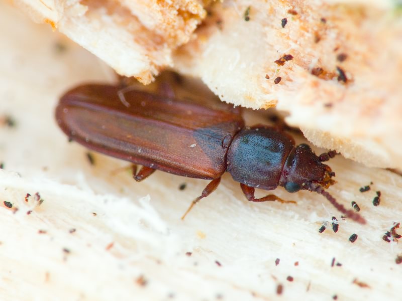 Pediacus dermestoides (Fabricius, 1792)
